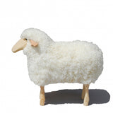 Sheep – Life Size